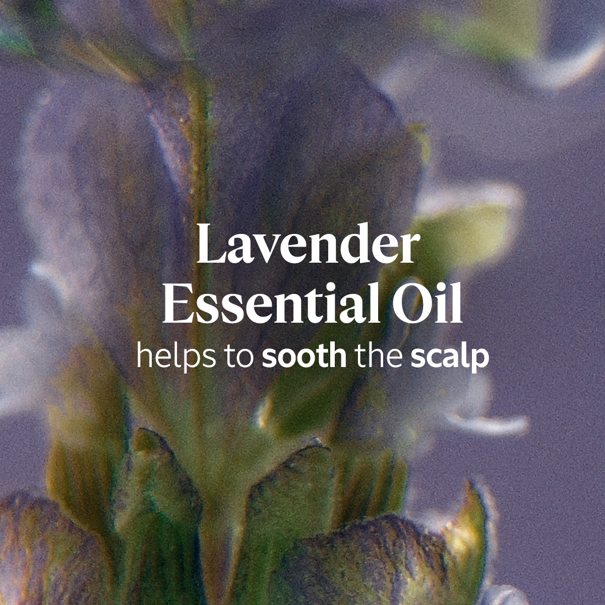 Gentle & Balance Shampoo